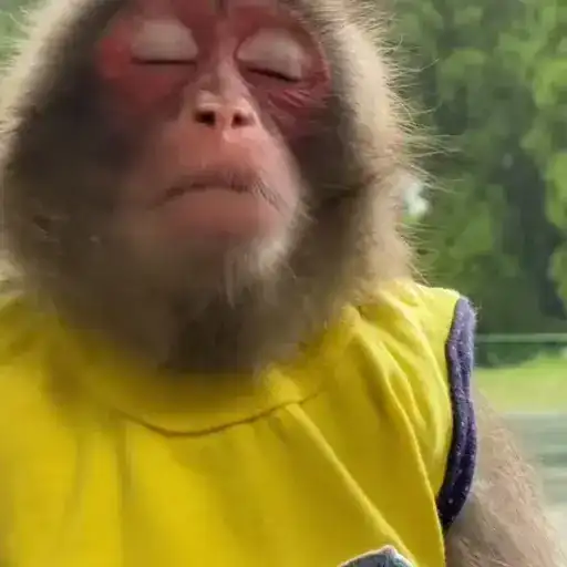 Video Monkeys > preview