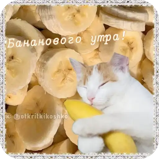 Котячие открытки preview