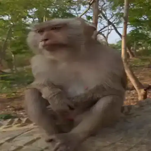 Monkey Power! by 🙈 preview