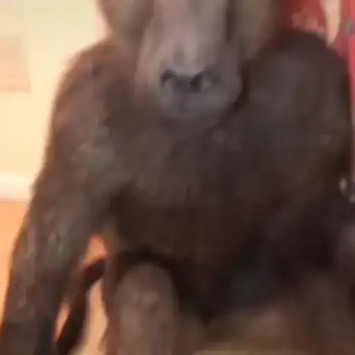 Monkey Power! by 🙈 preview