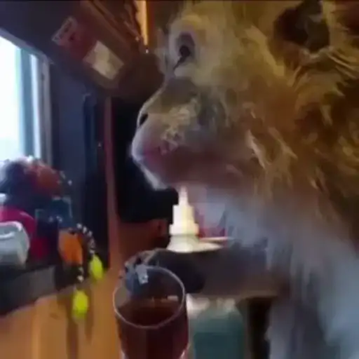 Monkey Power! by 🙈 preview