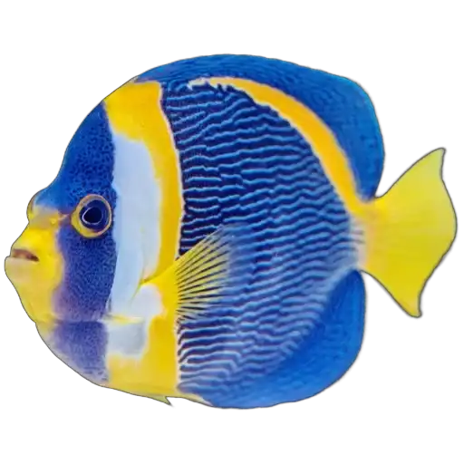 Жители океана preview