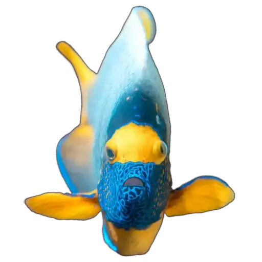 Жители океана preview