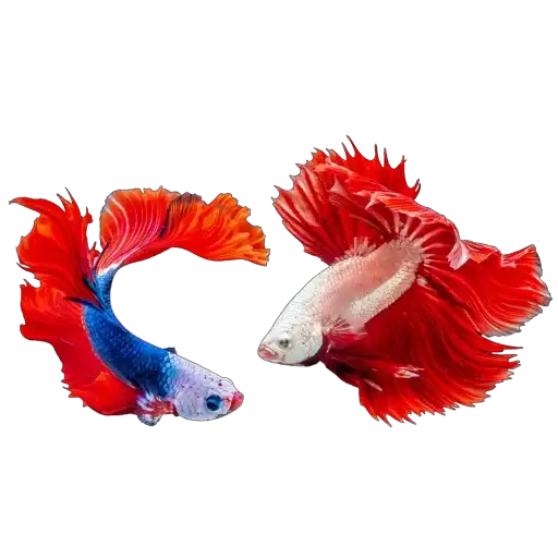 Sticker 👩‍❤️‍👩