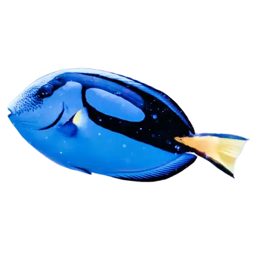 Жители океана preview