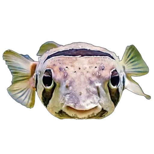 Жители океана preview