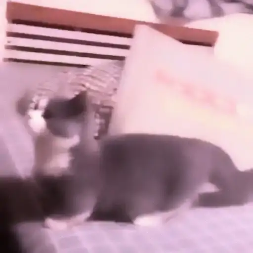 ⨾ a lil mmeow meow preview