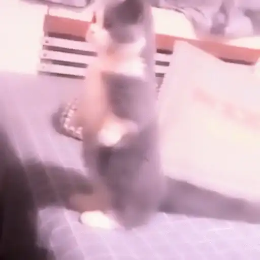 ⨾ a lil mmeow meow preview