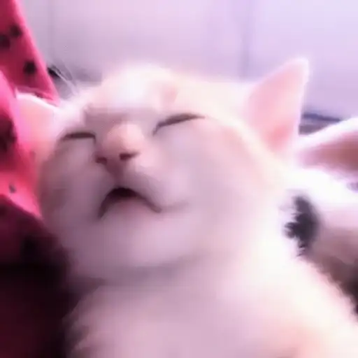 ⨾ a lil mmeow meow preview