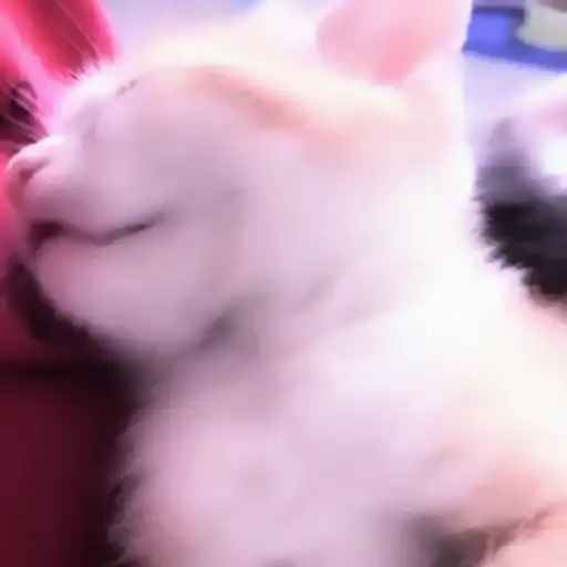 ⨾ a lil mmeow meow preview