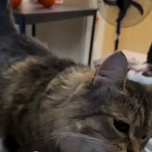 Luna by refresherx preview