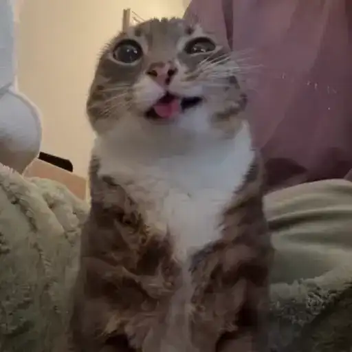 Ригби Кот preview