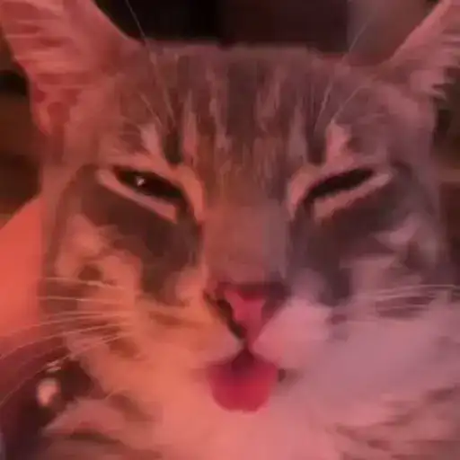 Ригби Кот preview