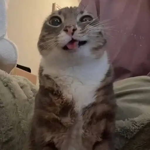 Ригби Кот preview