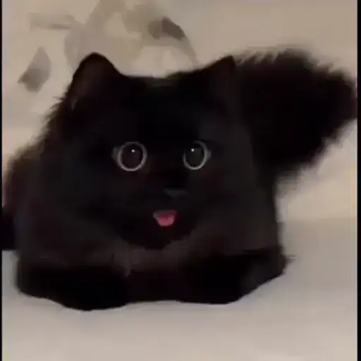 Милые котики preview