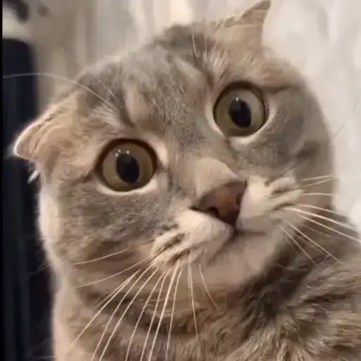 Милые котики preview