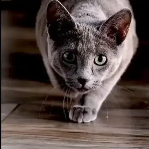 Милые котики preview