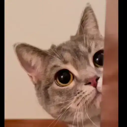 Милые котики preview