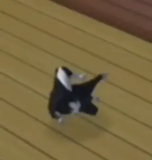 Котята. Больше стиков preview