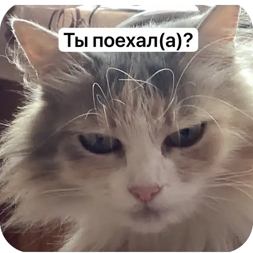 Биг Кицюня и её котята~ preview