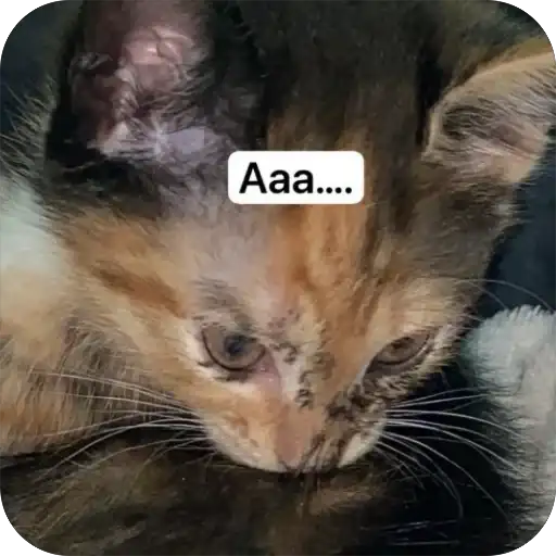 Биг Кицюня и её котята~ preview