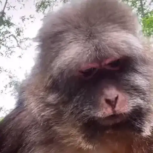 Xing xing monkey one arm 3 preview