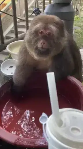 Xing xing monkey one arm 3 preview