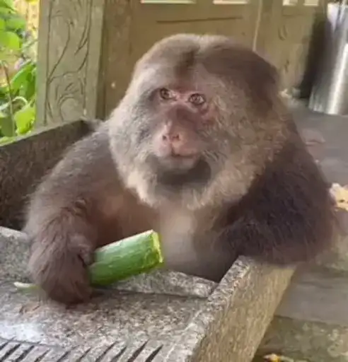 Xing xing monkey one arm 3 preview