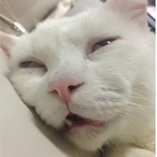 Very strange animals preview