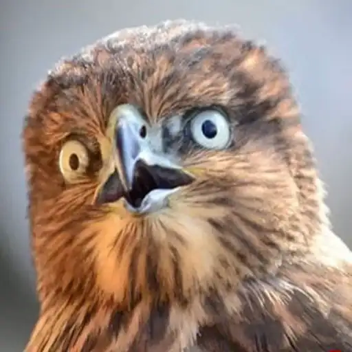 Very strange animals preview