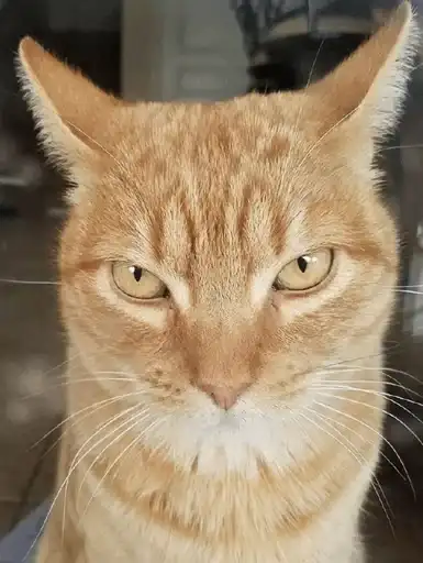 Sticker ⚡️