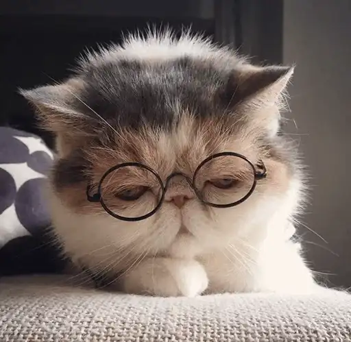 Cat's Memes by MahYa preview