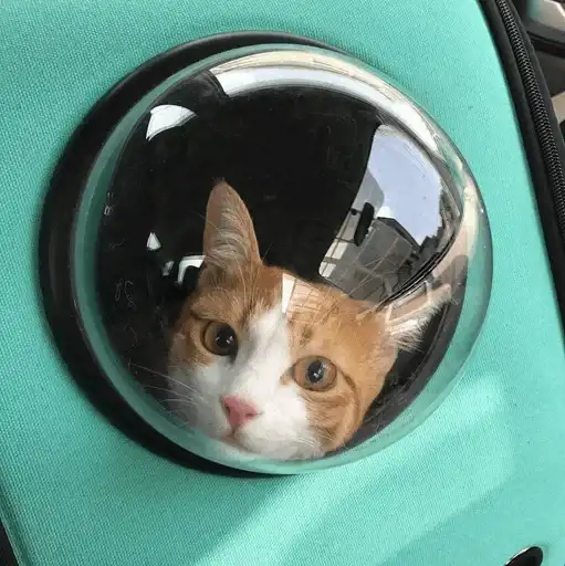 Cat's Memes by MahYa preview