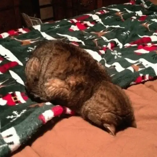 Cat's Memes by MahYa preview