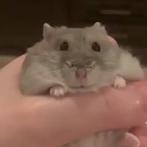 🐹Хомячки🐹 preview