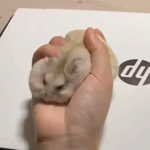 🐹Хомячки🐹 preview