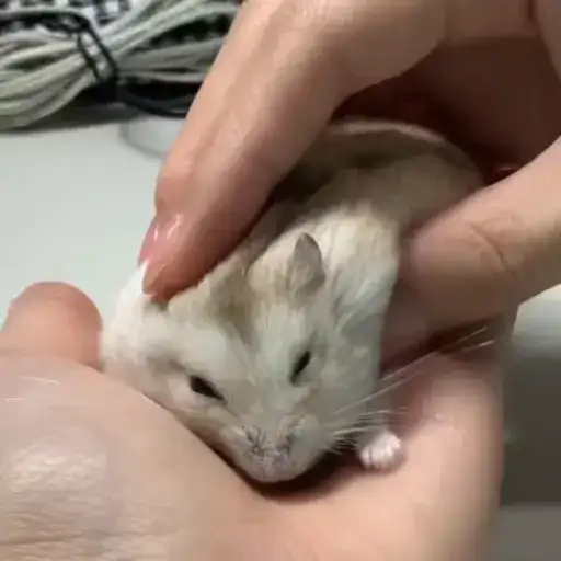 🐹Хомячки🐹 preview