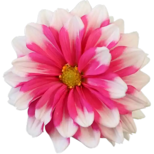 Милые цветы preview