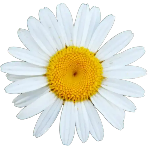 Милые цветы preview