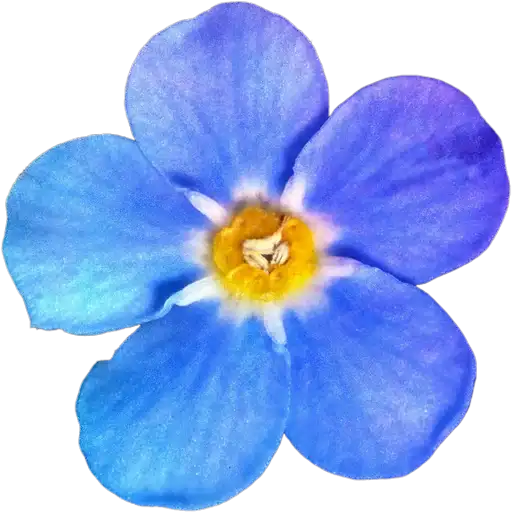 Милые цветы preview