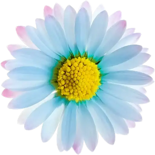 Милые цветы preview