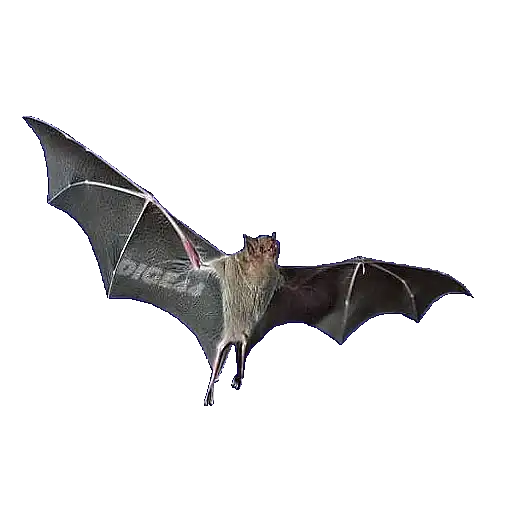 Sticker 🦇