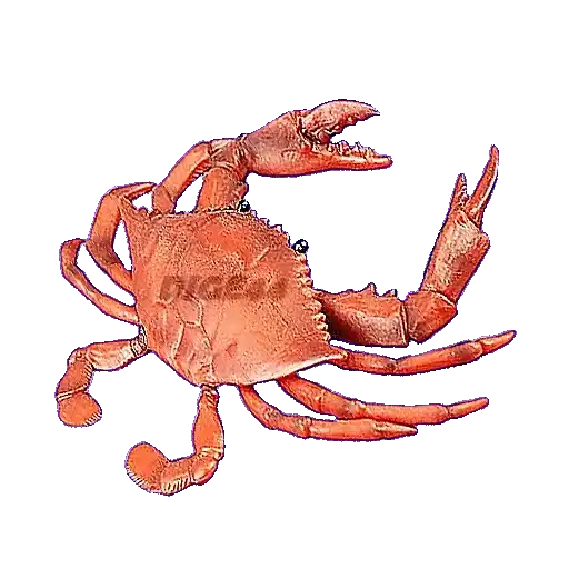 Sticker 🦀