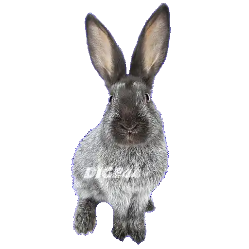 ANIMALS EMOJI preview