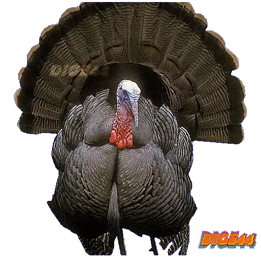 Sticker 🦃
