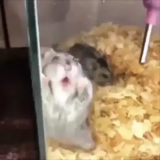 Хомячьё preview