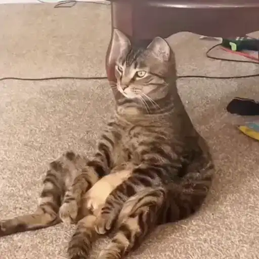 Котики preview