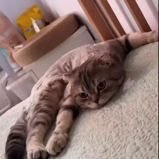 Котики preview