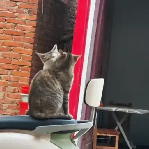 Котики preview