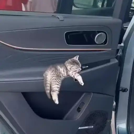 Sticker 🐈